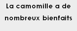 DICT_La_camomille_a_de_nombreux_bienfaitz.pdf