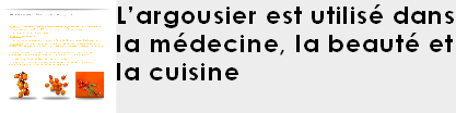 SVQ_HIPP_L_argousier_est_utilise_dans_la_medecine_la_beaute_et_la_cuisine.png